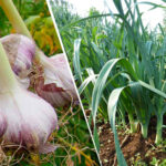 ปลูกกระเทียม