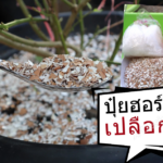 สูตรปุ๋ยฮอร์โมนจากเปลือกไข่