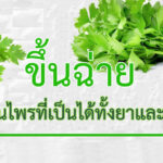 ขึ้นฉ่าย