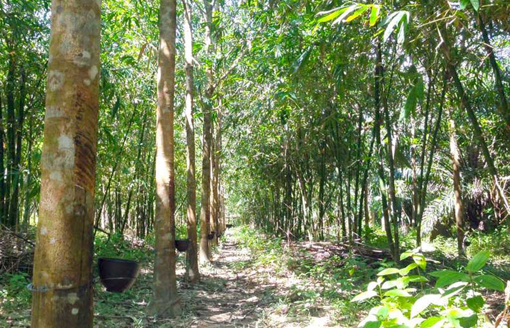 การทำสวนยางพารา