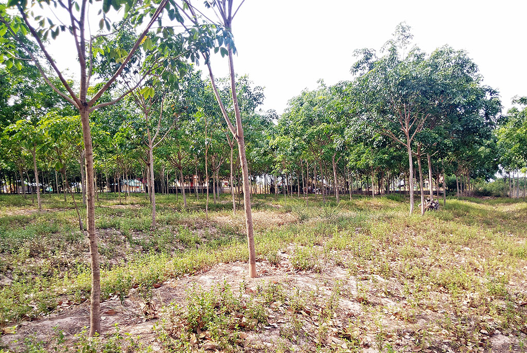 การทำสวนยางพารา