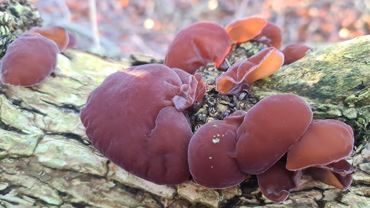 การเพาะเห็ดหูหนูบนท่อนไม้