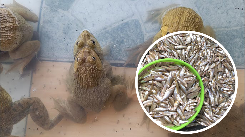 สูตรอาหารเสริมสำหรับเลี้ยงกบพ่อ-แม่พันธุ์