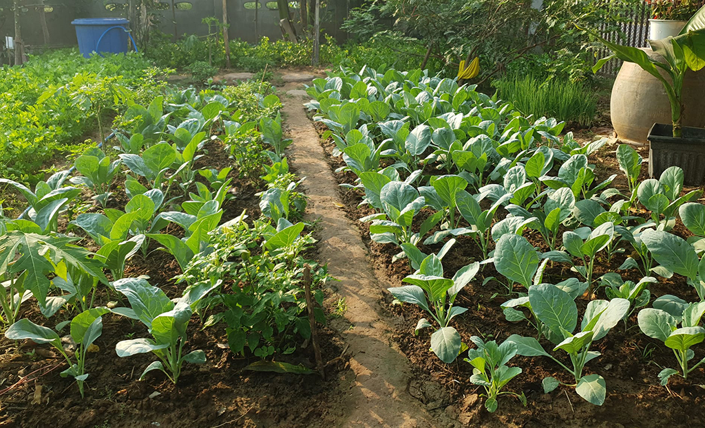 ปลูกคะน้า