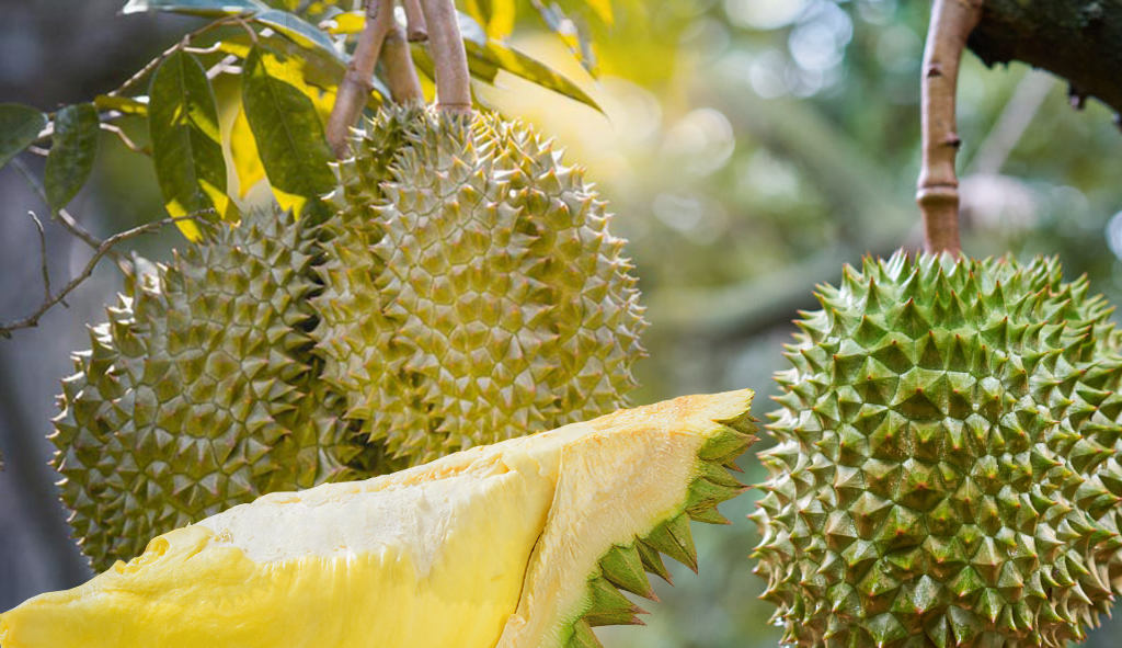 การผลิตทุเรียนนอกฤดู