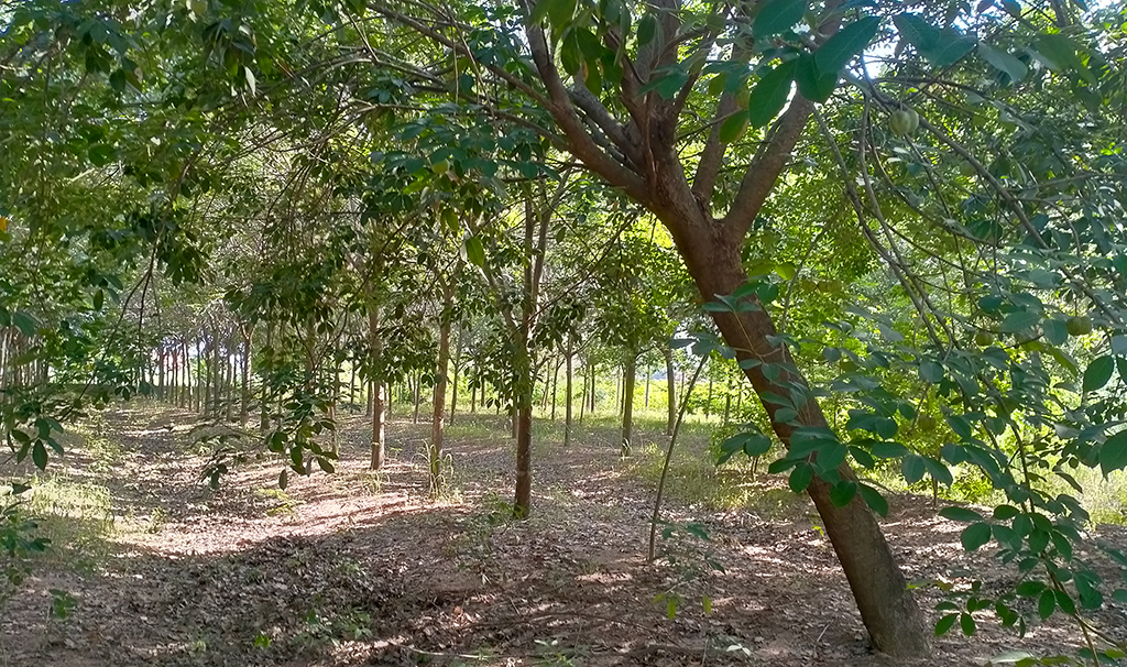 ข้อคิดก่อนตัดสินใจลาออกจากงานมาทำอาชีพเกษตร