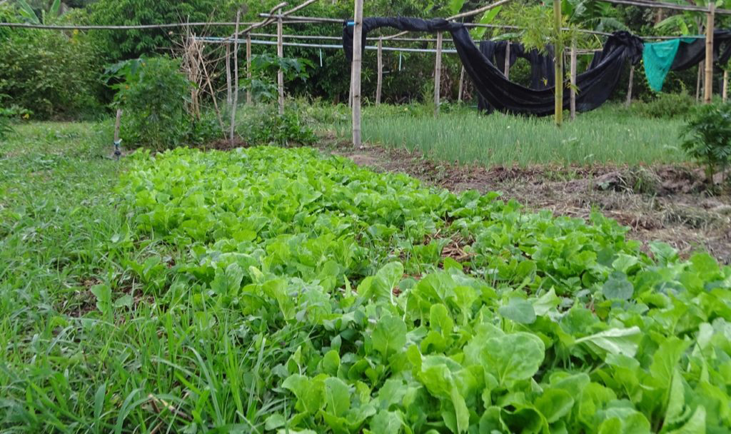 ข้อคิดก่อนตัดสินใจลาออกจากงานมาทำอาชีพเกษตร