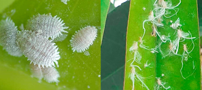 การผลิตทุเรียนนอกฤดู