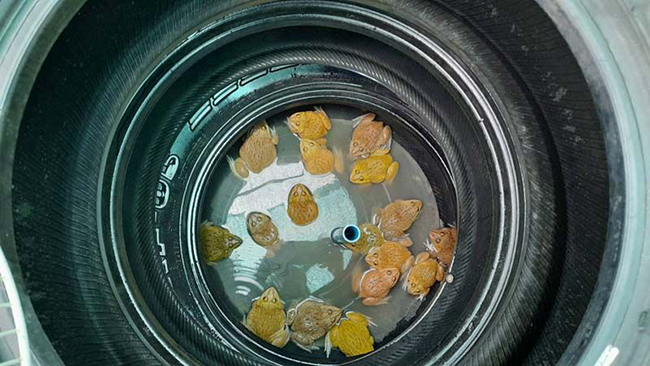 เลี้ยงกบคอนโด