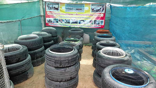 เลี้ยงกบคอนโด