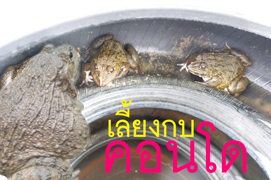 เลี้ยงกบคอนโด