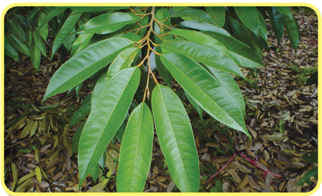 การผลิตทุเรียนนอกฤดู