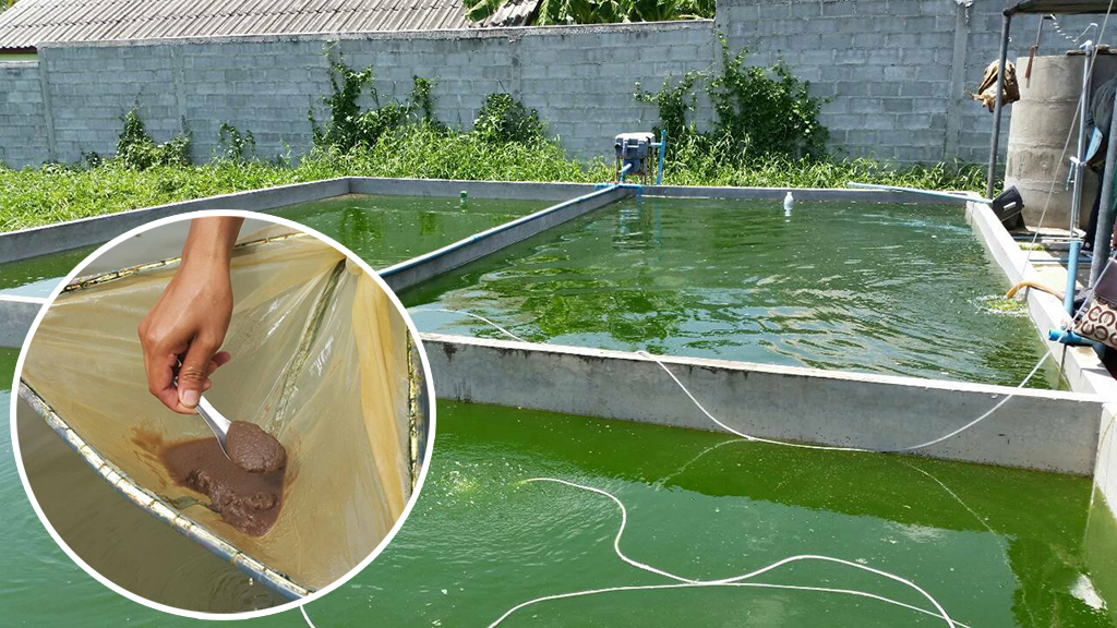 การเพาะเลี้ยงไรแดง