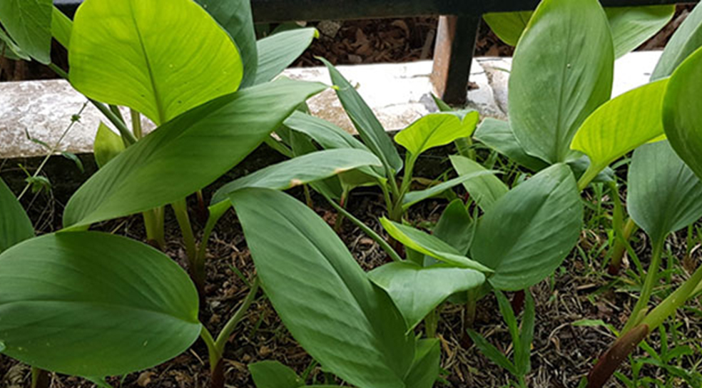 ปลูกกระชายดำ