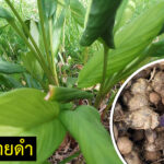 ปลูกกระชายดำ