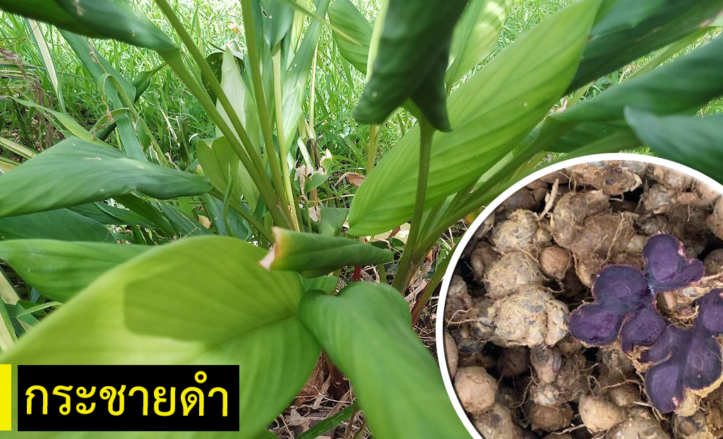 ปลูกกระชายดำ