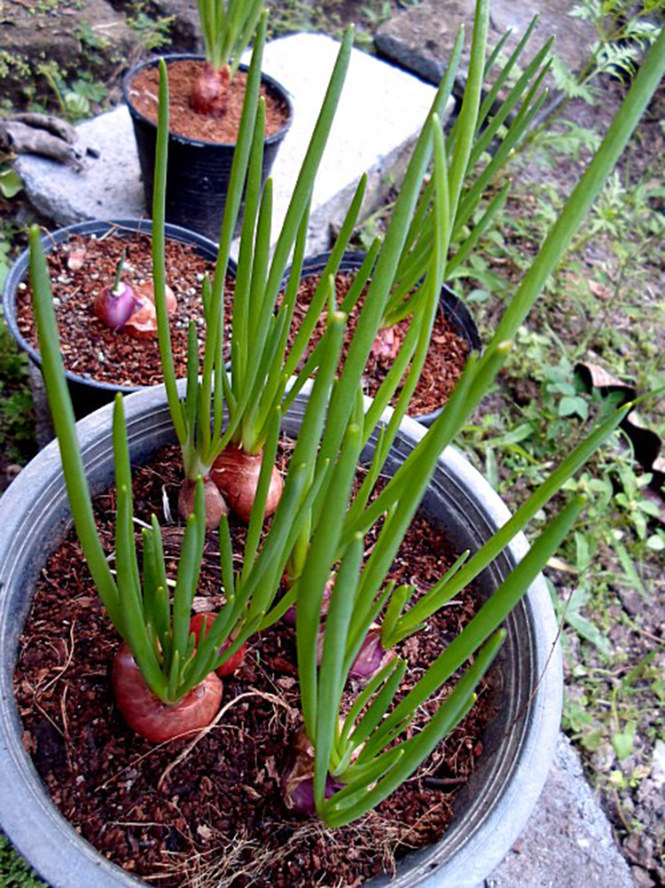 วิธีการปลูกต้นหอม