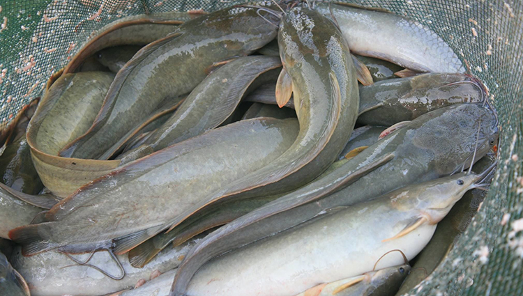 เลี้ยงปลาดุกบิ๊กอุย