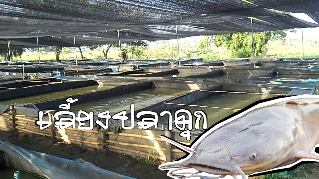 เลี้ยงปลาดุกบิ๊กอุย