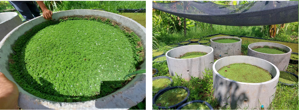 เลี้ยงแหนแดงในกะละมัง