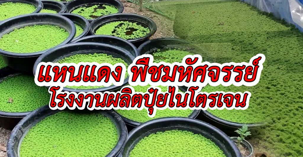 แหนแดง พืชมหัศจรรย์