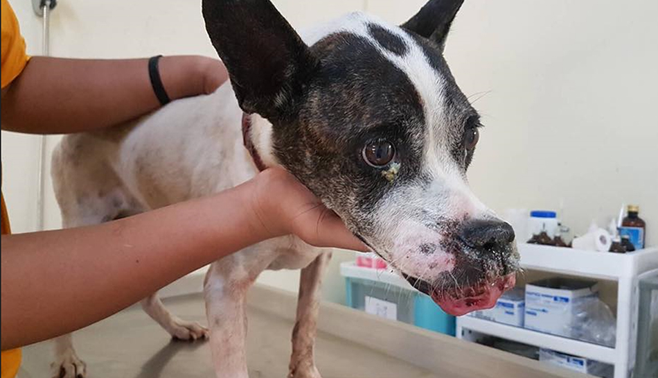 โรคมะเร็งในสุนัข