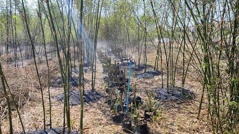 ไผ่บงหวาน