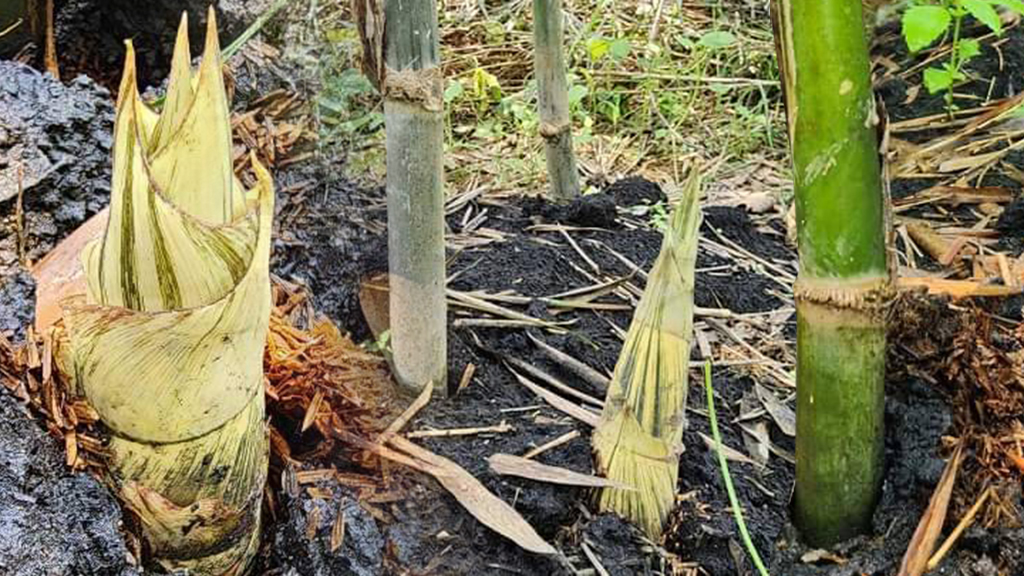 ไผ่บงหวาน