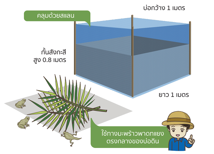 ลูกอ๊อด