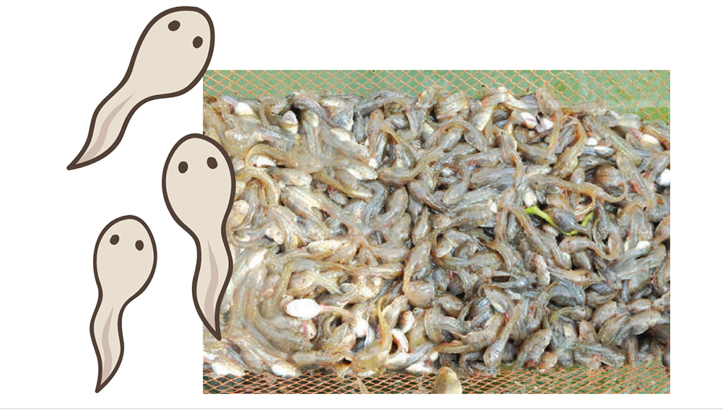 ลูกอ๊อด