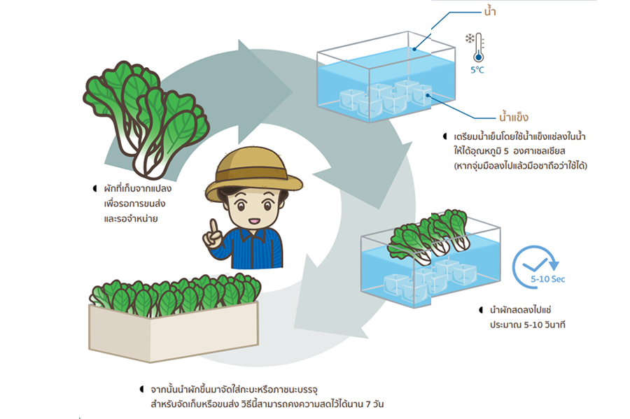 เทคนิคน็อกเย็น