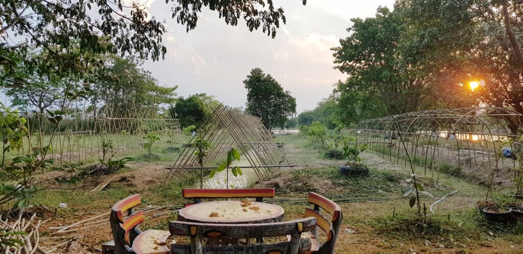 ค้างผัก