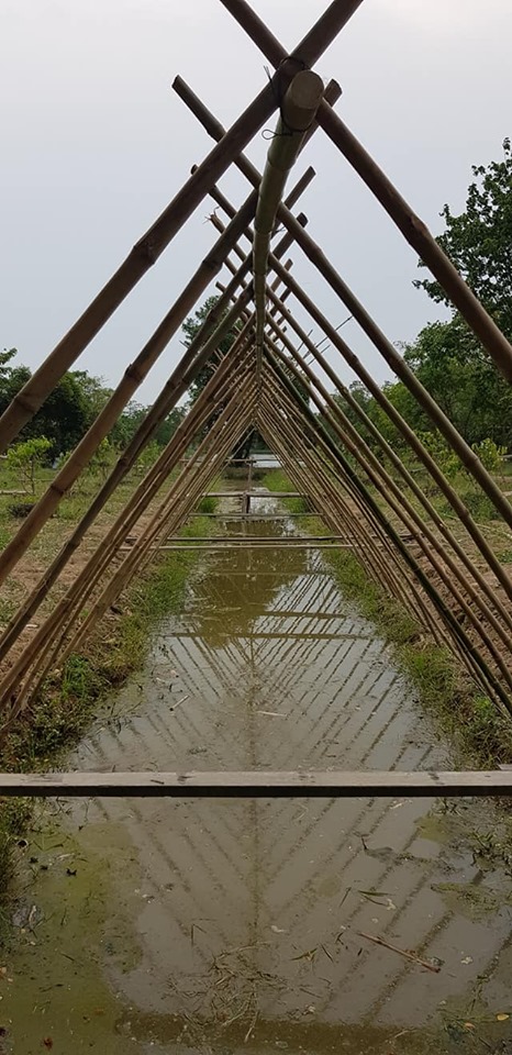 ค้างผัก