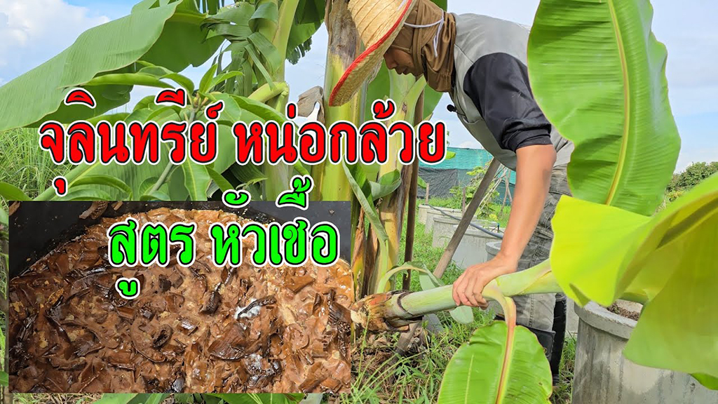 จุลินทรีย์หน่อกล้วย