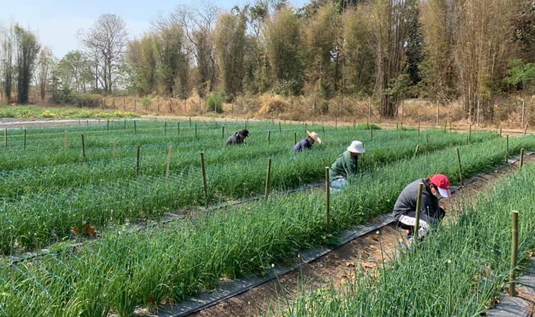 พันธุ์หอมแดง