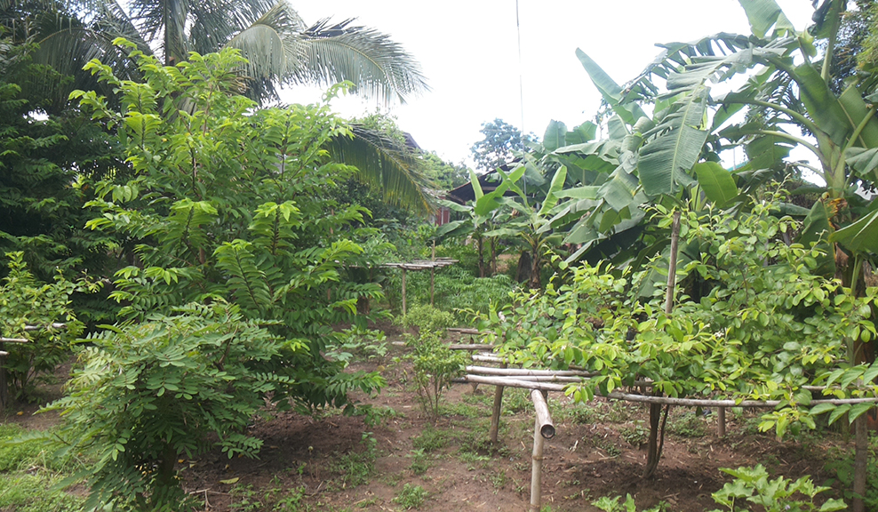 ดินที่เหมาะกับการปลูกพืช