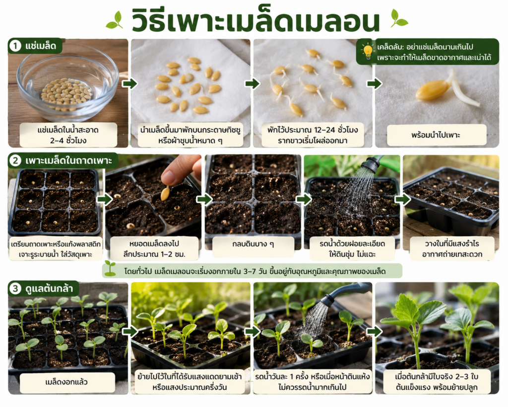 วิธีเพาะเมล็ดเมลอน